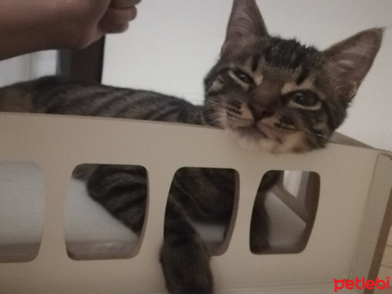 Tekir Kedi, Kedi  Momo fotoğrafı