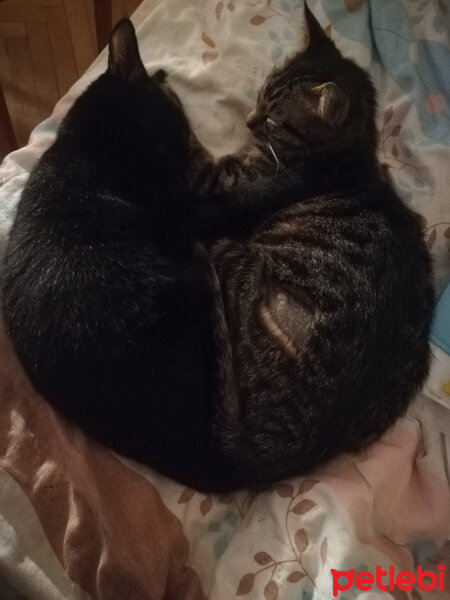 Tekir Kedi, Kedi  Momo fotoğrafı