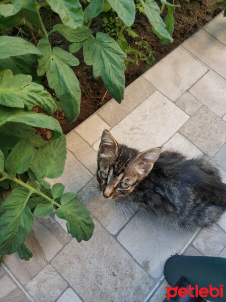 Tekir Kedi, Kedi  Momo fotoğrafı