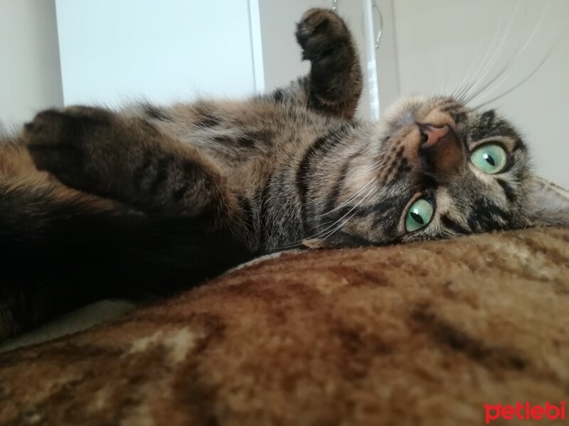 Tekir Kedi, Kedi  Momo fotoğrafı