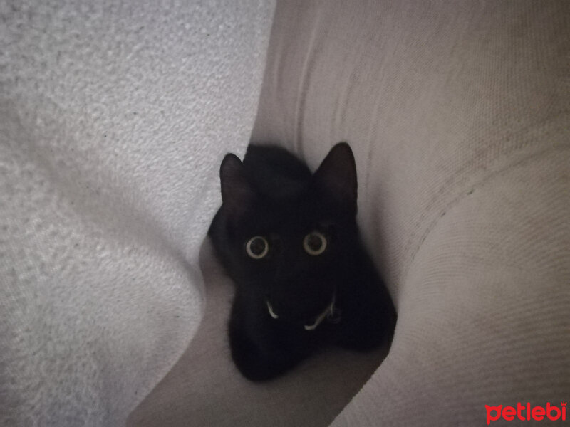 Tekir Kedi, Kedi  Gece fotoğrafı