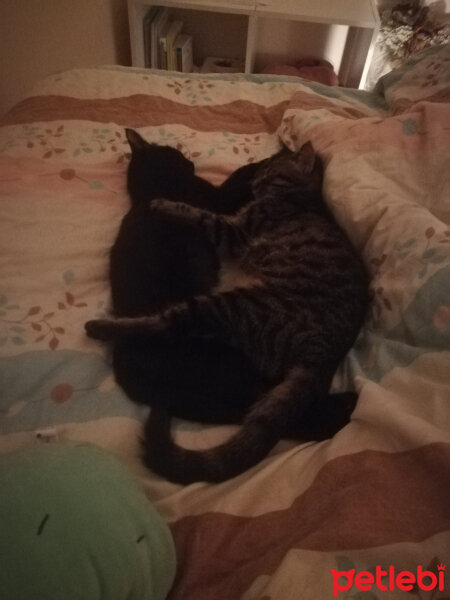 Tekir Kedi, Kedi  Gece fotoğrafı