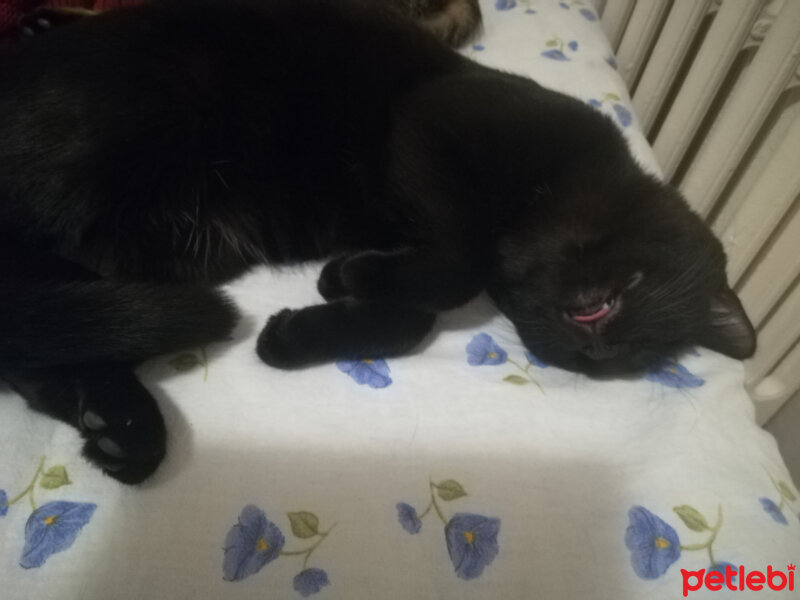 Tekir Kedi, Kedi  Gece fotoğrafı