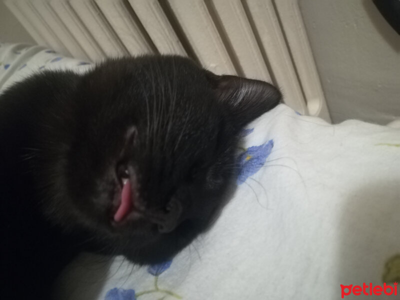 Tekir Kedi, Kedi  Gece fotoğrafı