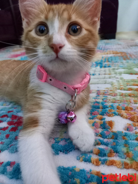 Tekir Kedi, Kedi  Çido fotoğrafı