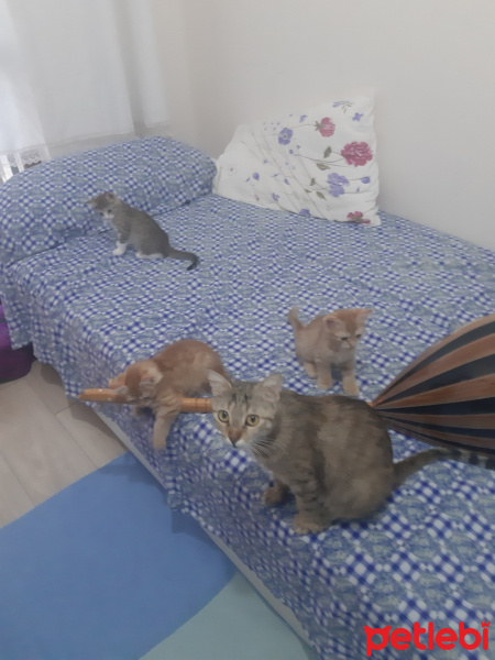 Tekir Kedi, Kedi  3 tane yavru bayramın 2. Günü doğdular fotoğrafı