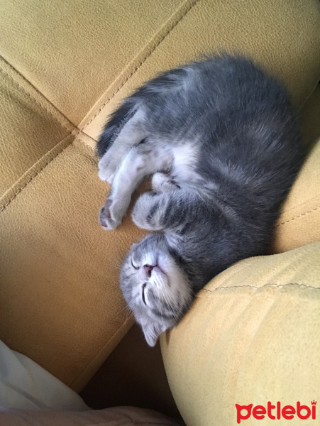 Scottish Fold, Kedi  Lily fotoğrafı