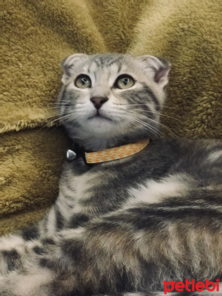 Scottish Fold, Kedi  Lily fotoğrafı