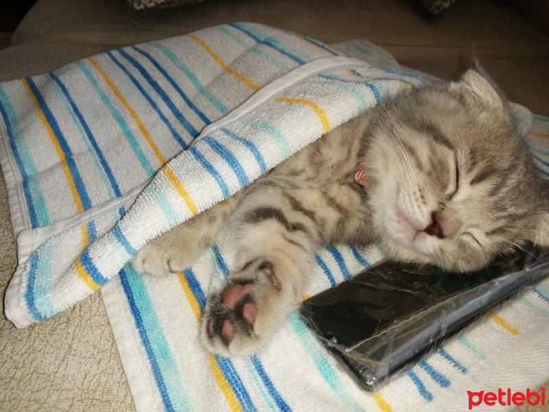Scottish Fold, Kedi  Mars fotoğrafı