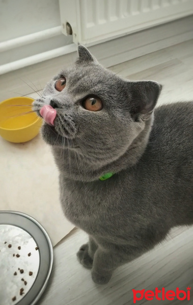 British Shorthair, Kedi  Ponçik fotoğrafı