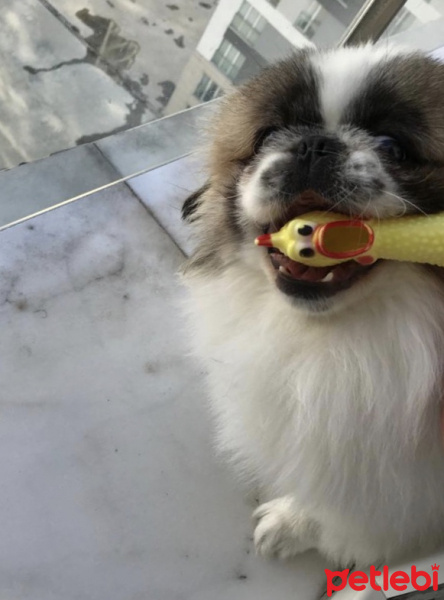 Pekingese, Köpek  Mimi fotoğrafı