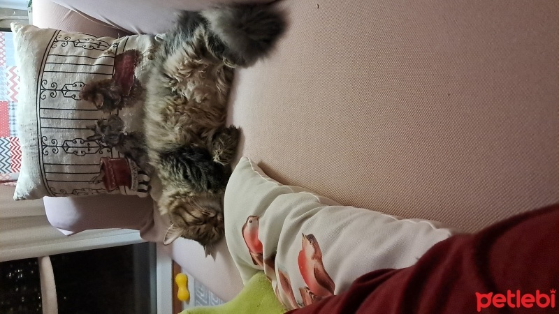 Tekir Kedi, Kedi  karakız fotoğrafı