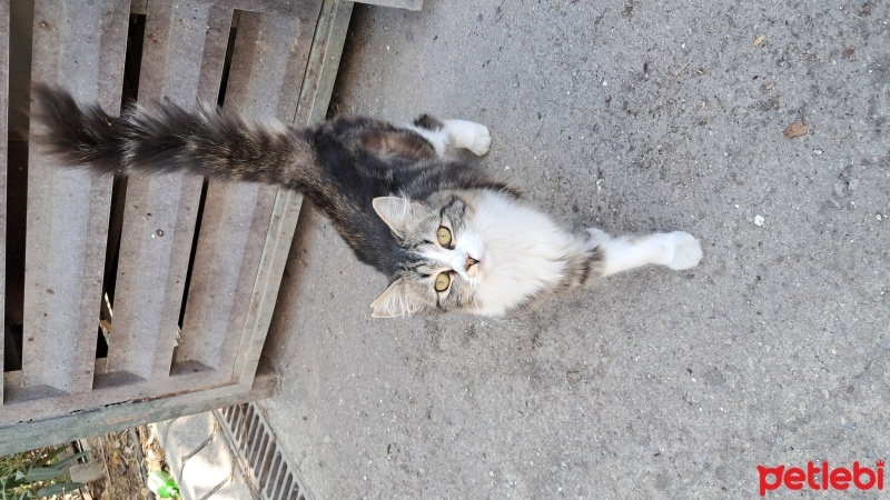 Tekir Kedi, Kedi  karakız fotoğrafı