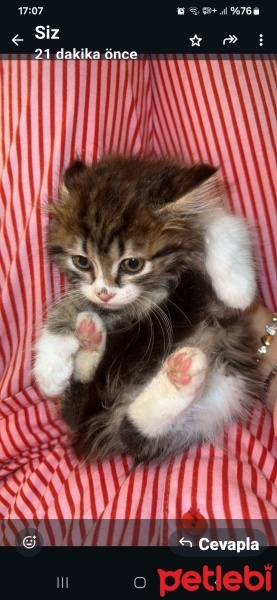 Tekir Kedi, Kedi  karakız fotoğrafı