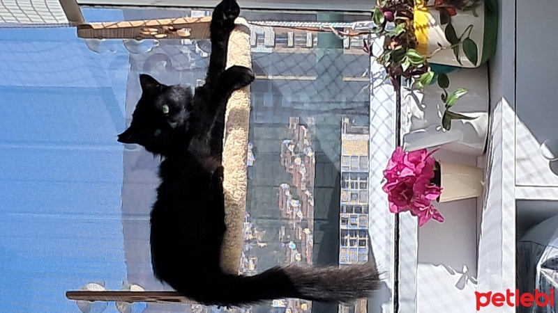 Tekir Kedi, Kedi  karakız fotoğrafı