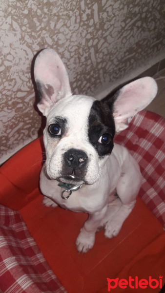 Fransız Bulldog, Köpek  Hector fotoğrafı