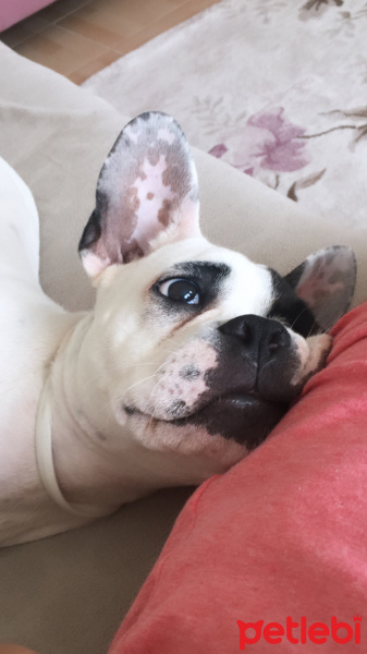 Fransız Bulldog, Köpek  Hector fotoğrafı
