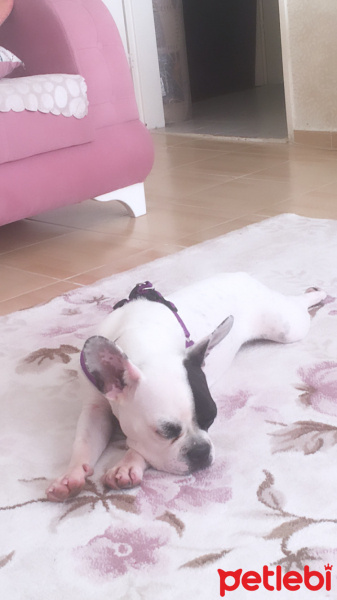 Fransız Bulldog, Köpek  Hector fotoğrafı