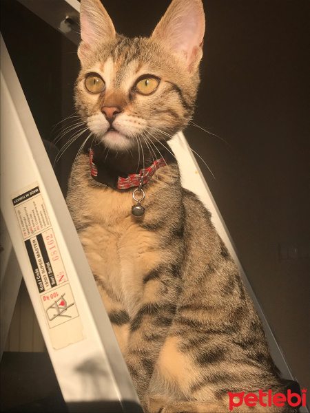 Tekir Kedi, Kedi  Nala fotoğrafı