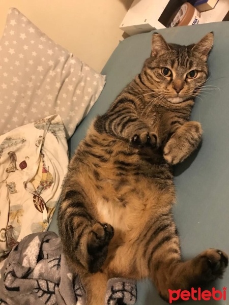 Tekir Kedi, Kedi  Iroh fotoğrafı