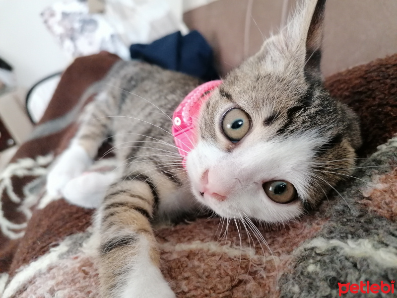 Tekir Kedi, Kedi  Suzi fotoğrafı