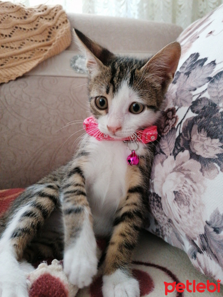 Tekir Kedi, Kedi  Suzi fotoğrafı