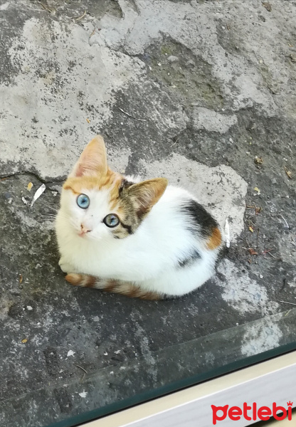 Tekir Kedi, Kedi  Suzi fotoğrafı