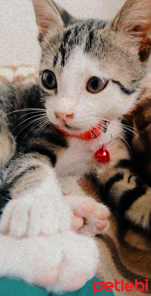 Tekir Kedi, Kedi  Suzi fotoğrafı