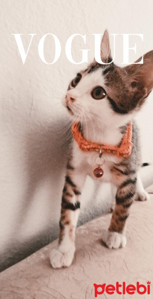 Tekir Kedi, Kedi  Suzi fotoğrafı