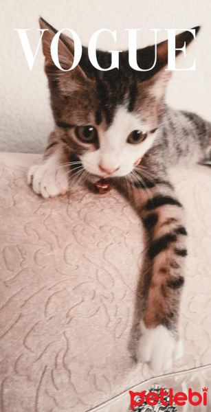 Tekir Kedi, Kedi  Suzi fotoğrafı