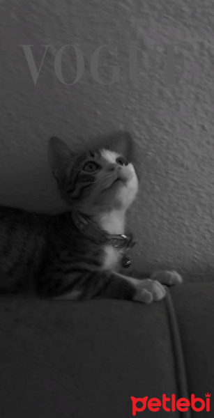 Tekir Kedi, Kedi  Suzi fotoğrafı