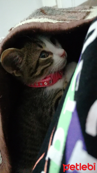 Tekir Kedi, Kedi  Suzi fotoğrafı