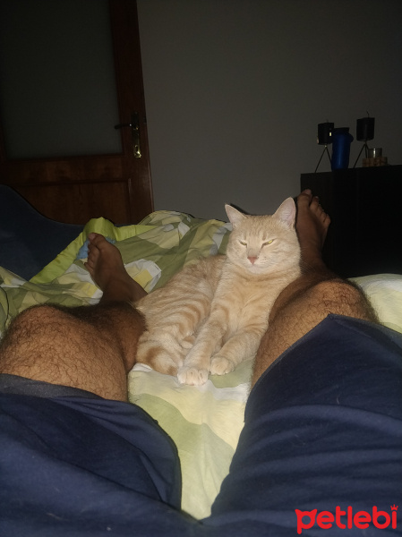 Tekir Kedi, Kedi  Sırrı fotoğrafı