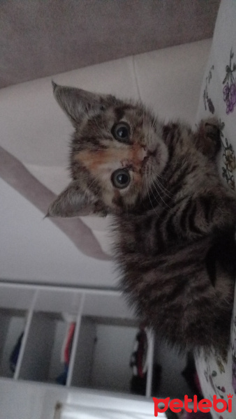 Tekir Kedi, Kedi  Çorap fotoğrafı