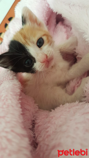Abyssinian, Kedi  adı henüz konulmadı fotoğrafı