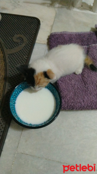 Abyssinian, Kedi  adı henüz konulmadı fotoğrafı