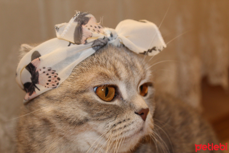 Scottish Fold, Kedi  Karamel fotoğrafı