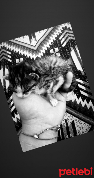 Tekir Kedi, Kedi  Çirkin fotoğrafı