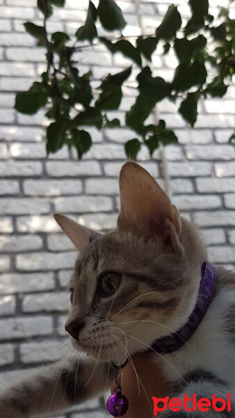 Tekir Kedi, Kedi  duman fotoğrafı