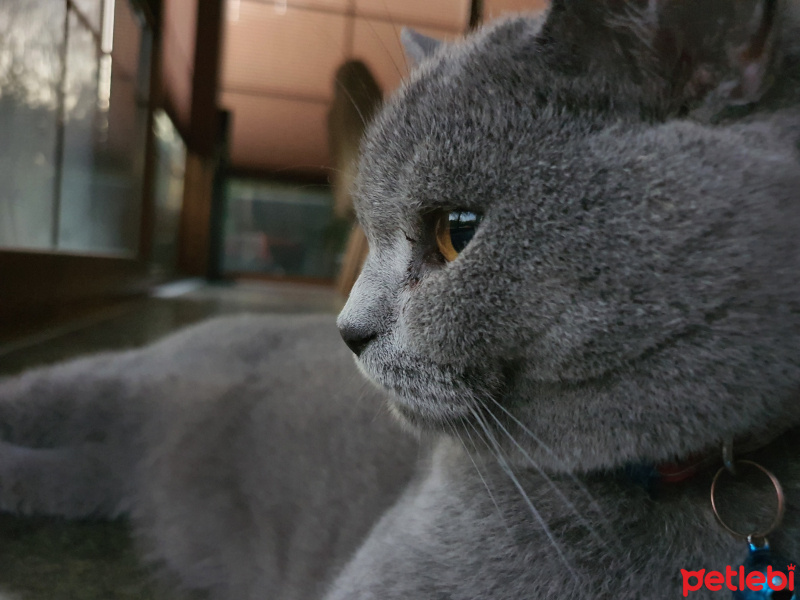 British Shorthair, Kedi  LiLa fotoğrafı