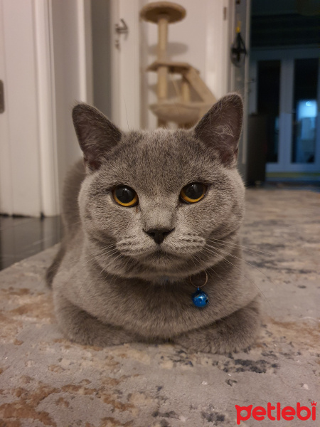 British Shorthair, Kedi  LiLa fotoğrafı