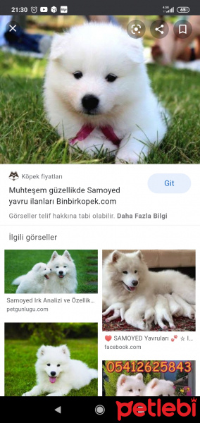 Samoyed, Köpek  Paşa fotoğrafı
