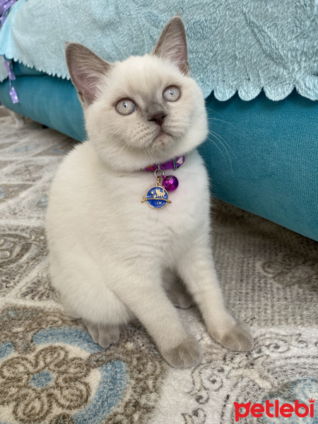 British Shorthair, Kedi  Satürn fotoğrafı