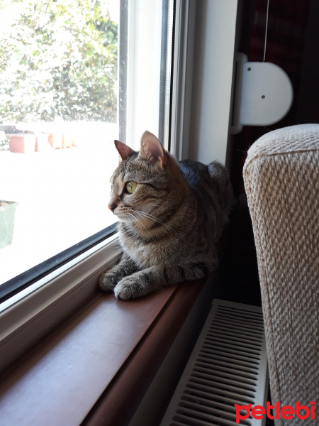 Tekir Kedi, Kedi  Çakıl fotoğrafı