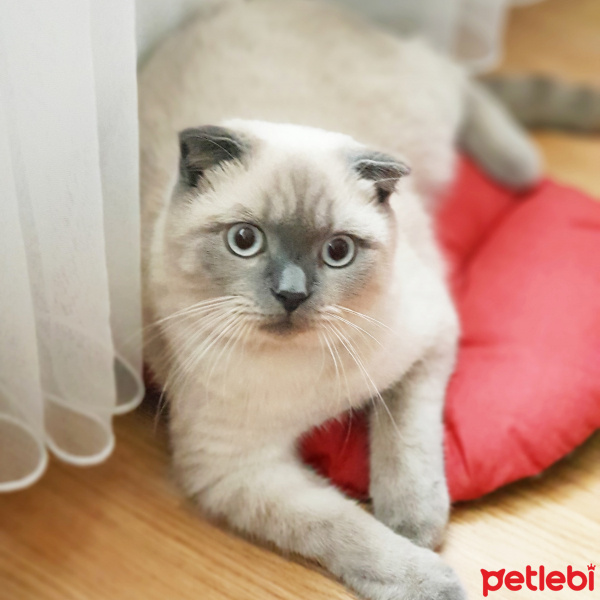 Scottish Fold, Kedi  Kaymak fotoğrafı