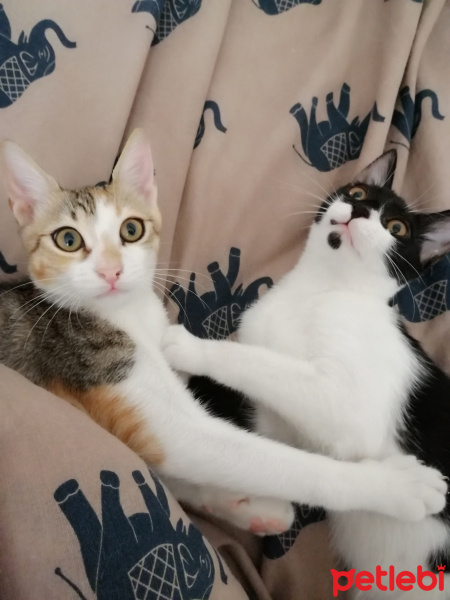 Tekir Kedi, Kedi  Puding - Doby fotoğrafı