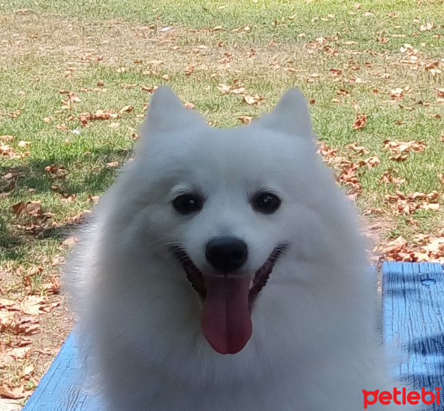 Amerikan Eskimo, Köpek  Manga fotoğrafı