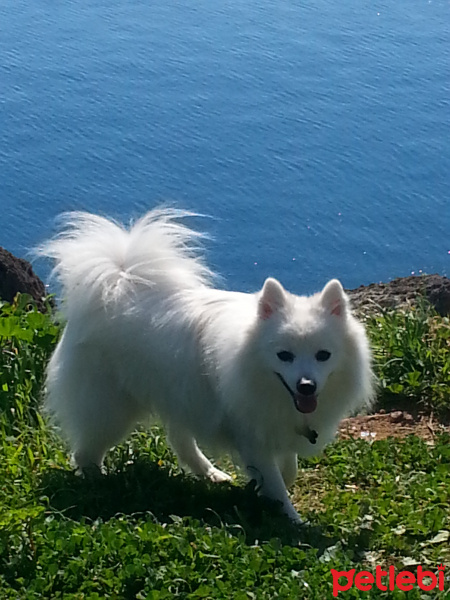 Amerikan Eskimo, Köpek  Manga fotoğrafı