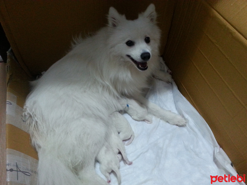 Amerikan Eskimo, Köpek  Manga fotoğrafı