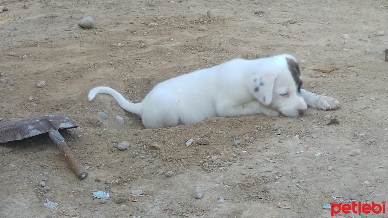 Dogo Arjantin, Köpek  White fotoğrafı